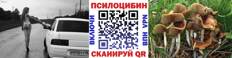 где продают наркотики  Россошь  blacksprut вход  Псилоцибиновые грибы Psilocybe 